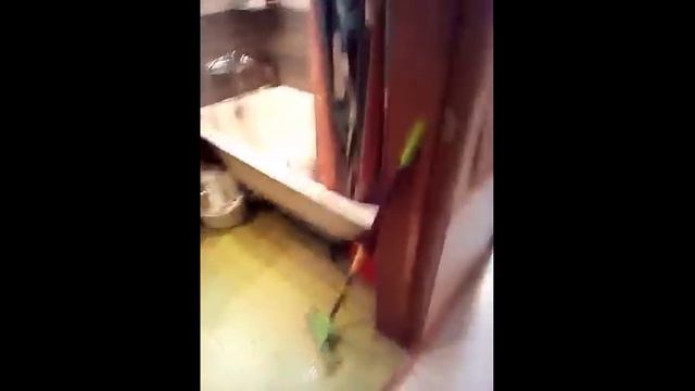 Большое спасибо за помощь приюту в г.Солнечногорске) смотреть онлайн