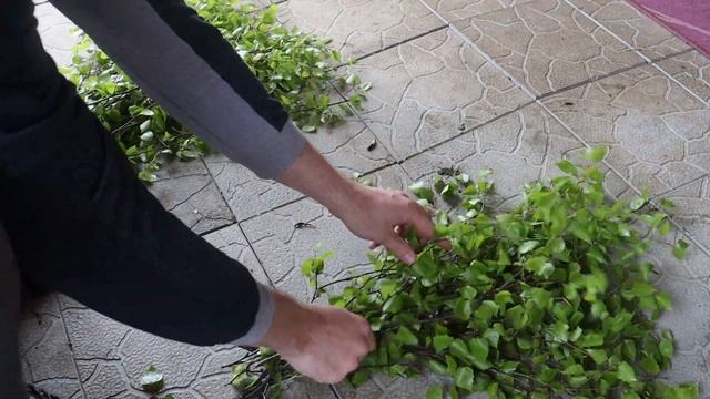 Как сделать березовый веник смотреть онлайн