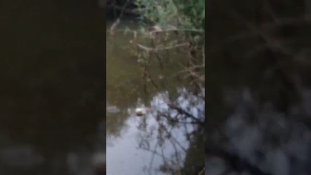 Ловля карася в микро речке смотреть онлайн