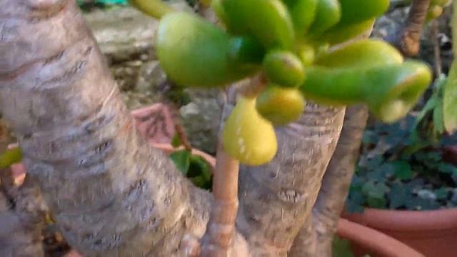 Crassula Ovata Gollum (Hobbit)