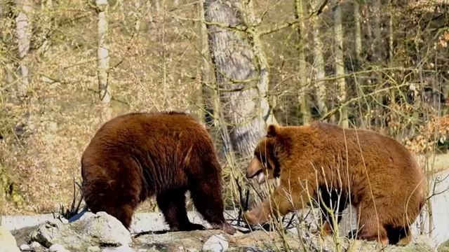 9 поступков бурого медведя, которые могут удивить смотреть онлайн