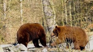 9 поступков бурого медведя, которые могут удивить