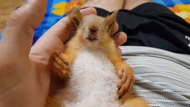 Когда белка спит смотреть онлайн