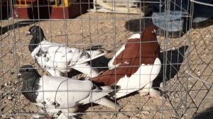 Рынок голубей в Малоярославце#ярмарка голубей#голубеводство#голуби