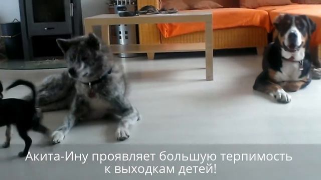 Акита-Ину - На разборки пришел грозный пес. смотреть онлайн