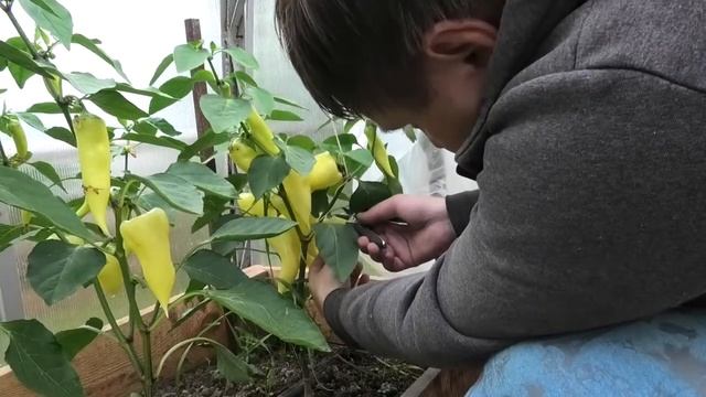 Перец СНЕГОПАД F1| Ранний, высокоурожайный перец для холодных регионов смотреть онлайн