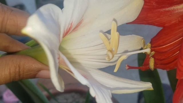 এমারিলিস লিলির পরাগায়ন / Amaryllis Lily pollinations смотреть онлайн