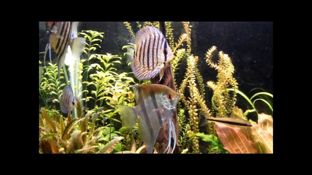 My Planted Aquarium as at 15-07-10 in HD смотреть онлайн