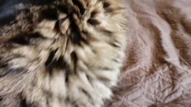 Немного о сне от кота Шустрого. смотреть онлайн