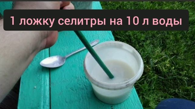 Всегда подкармливаю морковь в июне по рецепту бабушки и урожая больше, чем у соседей раза в два смотреть онлайн