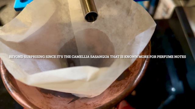 Camellia Flowers: Wild Card Distillation смотреть онлайн