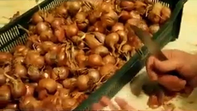 Цибулинки кущової цибулі перед посадкою навесні обов'язково розрізаютбся. смотреть онлайн