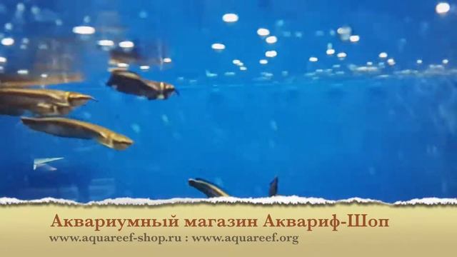 Osteoglossum ferreirai (Black arowana) смотреть онлайн