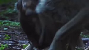 Жизнь Волков. Факты о Волках.