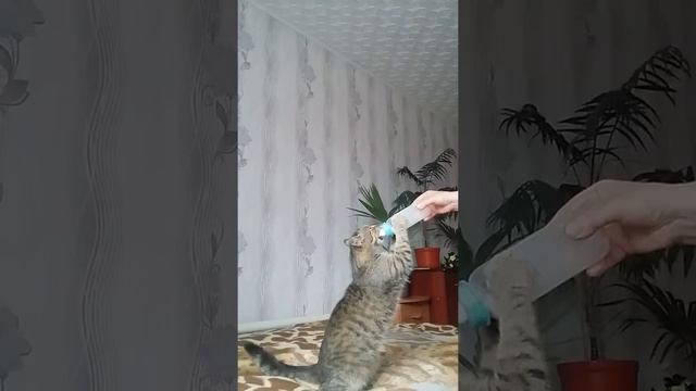 Кот барис , иди кушать смотреть онлайн