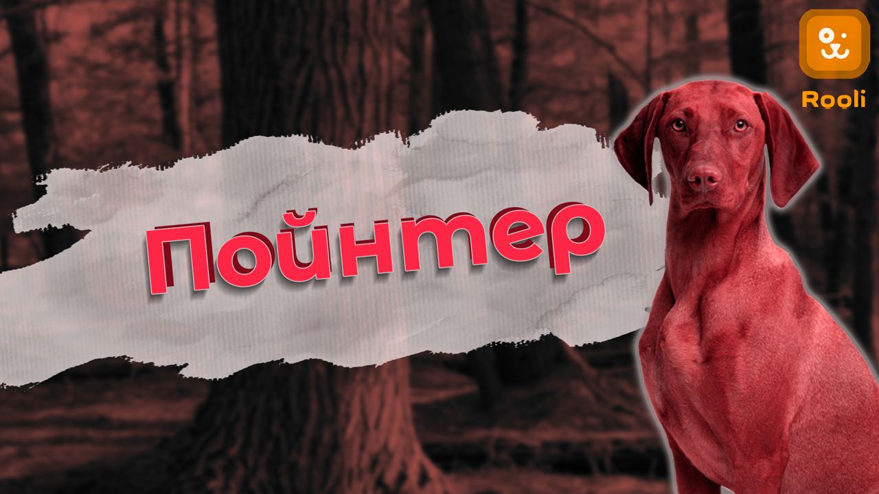 Пойнтер: идеальный партнер для активных любителей природы. смотреть онлайн