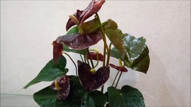 Антуриум Семпер (Sempre), обзор сорта смотреть онлайн