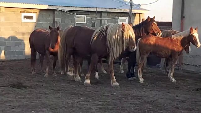 Русский тяжеловоз Айгыр подранок смотреть онлайн