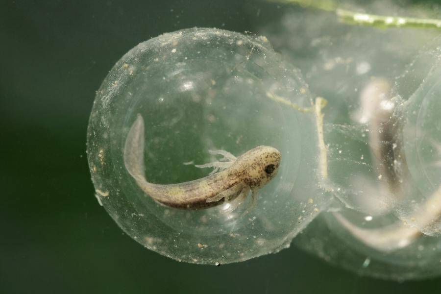 Как вырастить аксолотля с икринки смотреть онлайн