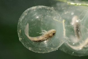 Как вырастить аксолотля с икринки