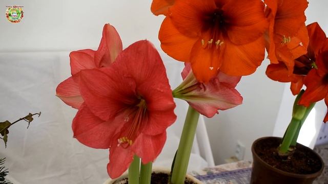 Агрогороскоп с 13 по 17 января 2023 года. Агрогороскоп з 13 по 17 січня 2023 року смотреть онлайн