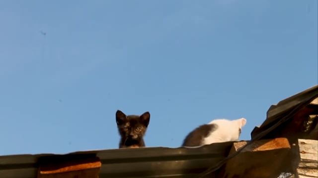 Светлячки в деревне смотреть онлайн