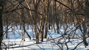 VID_20240322_164756.mp4