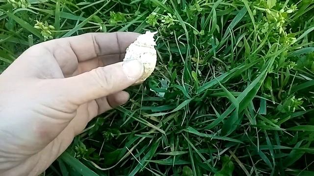 Начало апреля. Копринус-кажется грибы начинаются!? смотреть онлайн