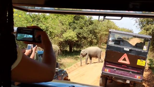 Sri Lanka - Safari Yala National Park смотреть онлайн