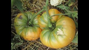 томат Амана оранж (Amana Orange)