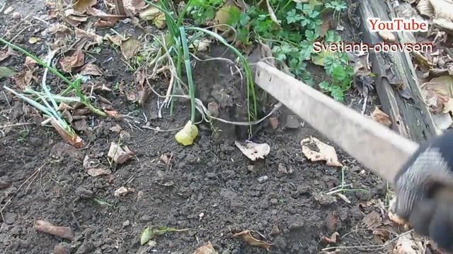 НАДО ЛИ КОПАТЬ ОГОРОД ОСЕНЬЮ? ЧТО ДЕЛАТЬ С СИДЕРАТАМИ ПОД ЗИМУ? ОЧИСТКИ КАРТОФЕЛЯ , КАПУСТЫ В ОГОРО смотреть онлайн