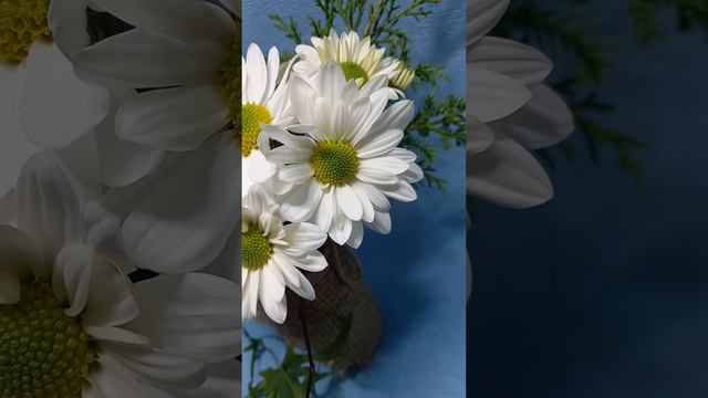 Раз ромашка...два ромашка....#chrysanthemumflower #черенкихризантемы смотреть онлайн