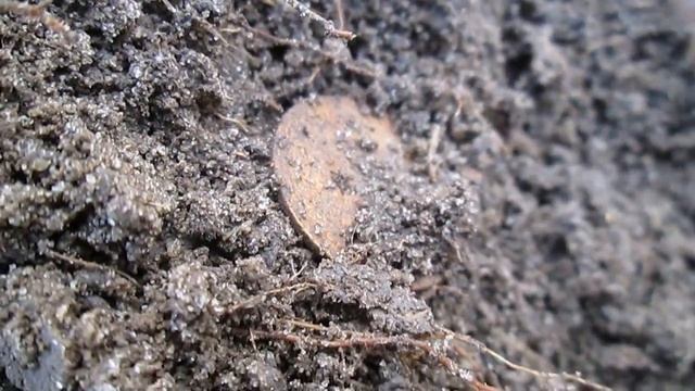 ПОЧТИ РЕКОРД КОП МОНЕТ С AKA SIGNUM MFT 7272!