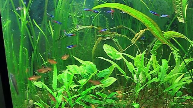 my fisk tank смотреть онлайн