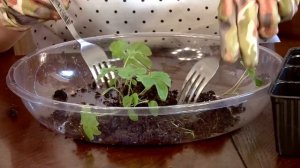 Как вырастить Дельфиниумы.  Пикировка