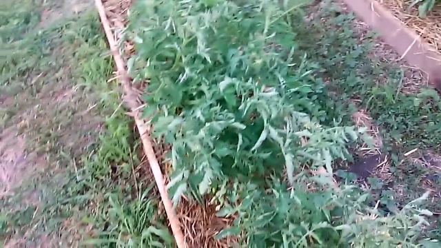 Грядки. Высокие грядки под помидоры смотреть онлайн