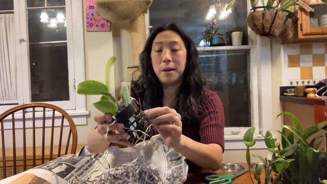 Orchid Hunters: Unboxing H&R Nurseries смотреть онлайн