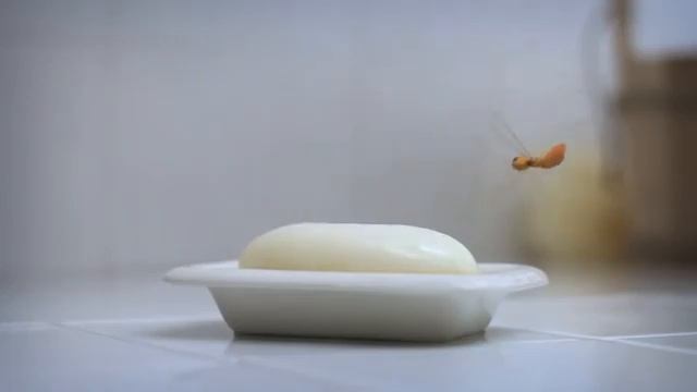 fly and spider Minuscule смотреть онлайн