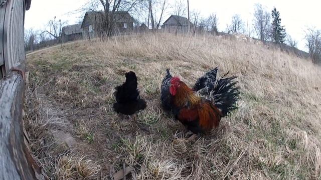ГОТОВИМ В РУССКОЙ ПЕЧИ.ПОХЛЕБКА ИЗ ВАЛЬДШНЕПА смотреть онлайн