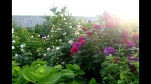 Моя энциклопедия английских роз. Роза Fisherman's Friend.