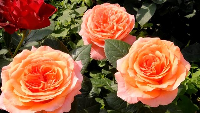 Розы Амур де молен, Омаж Барбара, Супер трупер