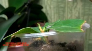 Ficus microcarpa сорт "Green Island". Как укоренить черенок фикуса
