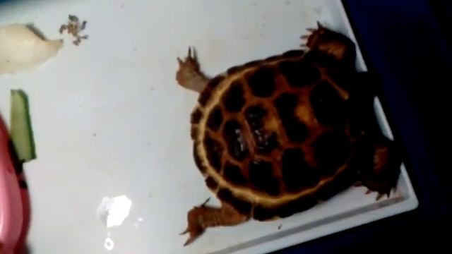 Как там живёт черепашка Симка и кот Илюша. Басик!?! Он тут откуда!? смотреть онлайн