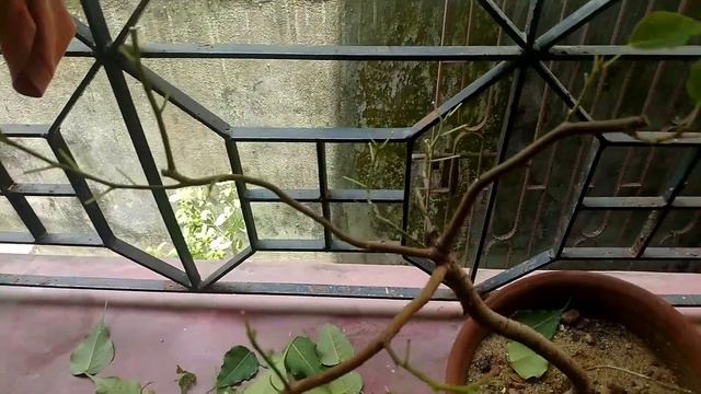 Ficus Religiosa update смотреть онлайн