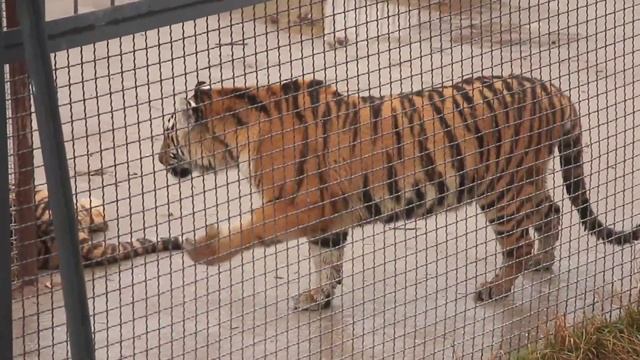 Тайган сегодня.. Ни что не напоминает "биотоп живой природы".. #тайган #крым #львы смотреть онлайн