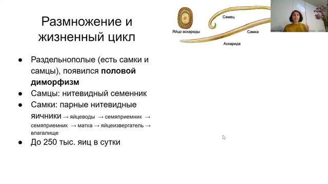 Урок "Тип Круглые черви" - ЦТ, ЕГЭ, ЗНО смотреть онлайн