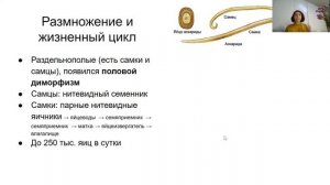 Урок "Тип Круглые черви" - ЦТ, ЕГЭ, ЗНО