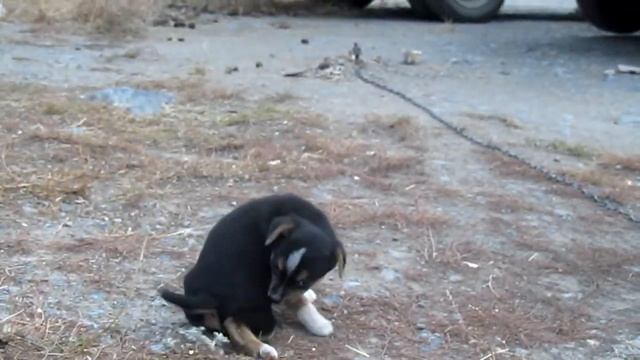 Щенок ждет хозчина Шесть недель 13октября смотреть онлайн