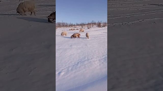 24 января 2024 г. (2).mp4 смотреть онлайн