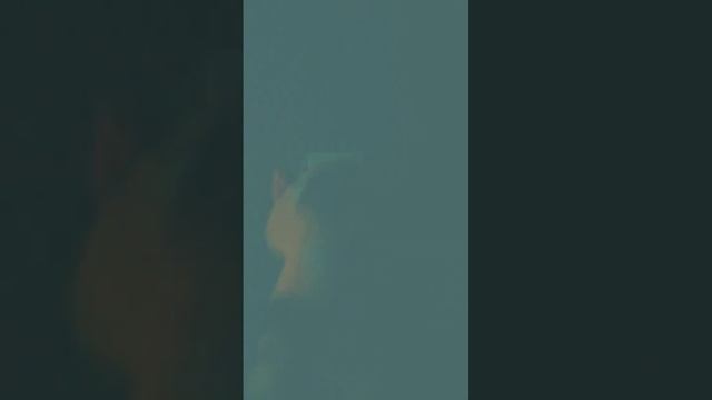 говорят, коты видят в темноте смотреть онлайн